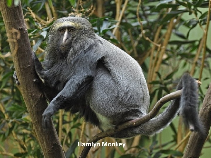 Hamlyn Monkey 