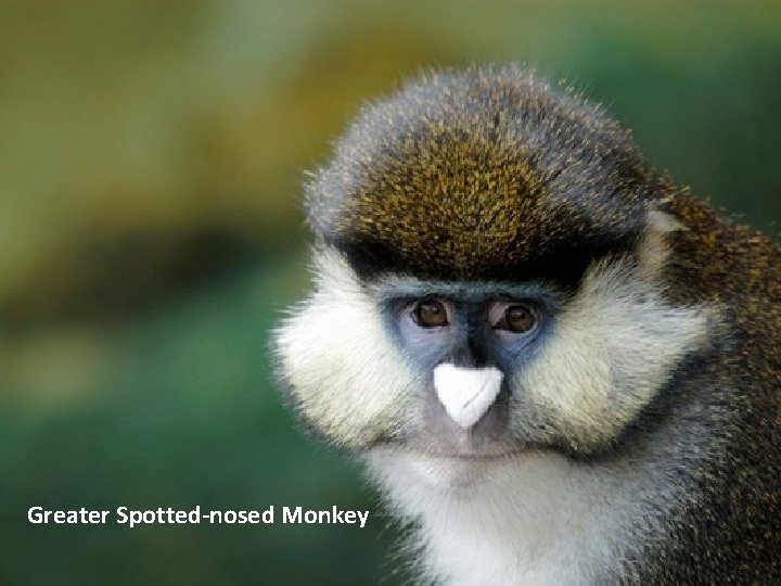 Greater Spotted-nosed Monkey 