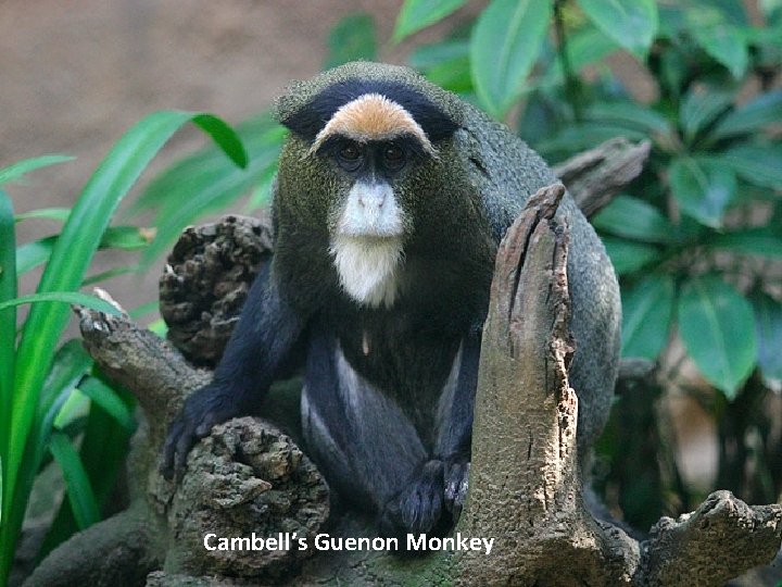 Cambell’s Guenon Monkey 