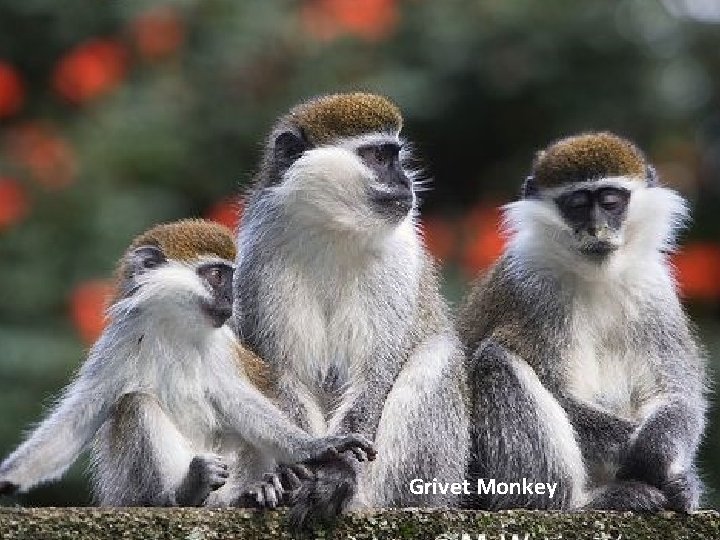 Grivet Monkey 