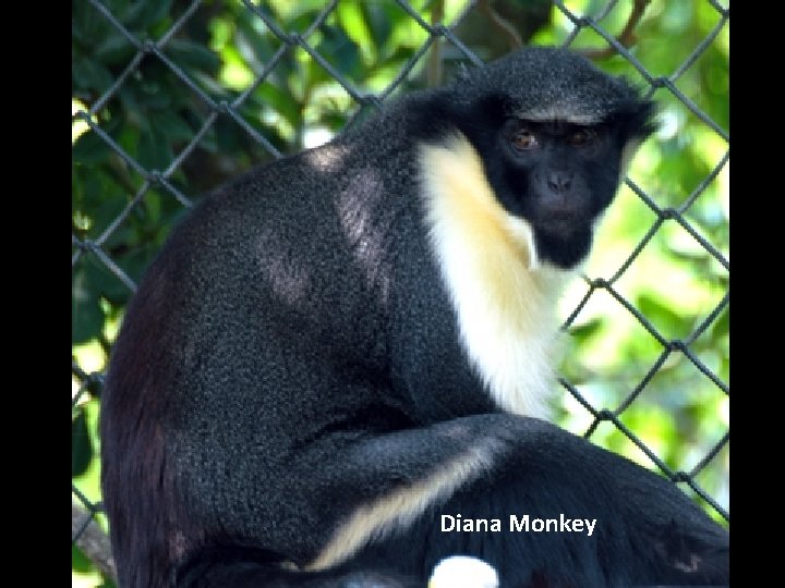 Diana Monkey 