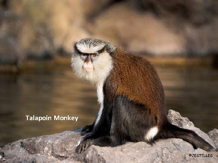 Talapoin Monkey 