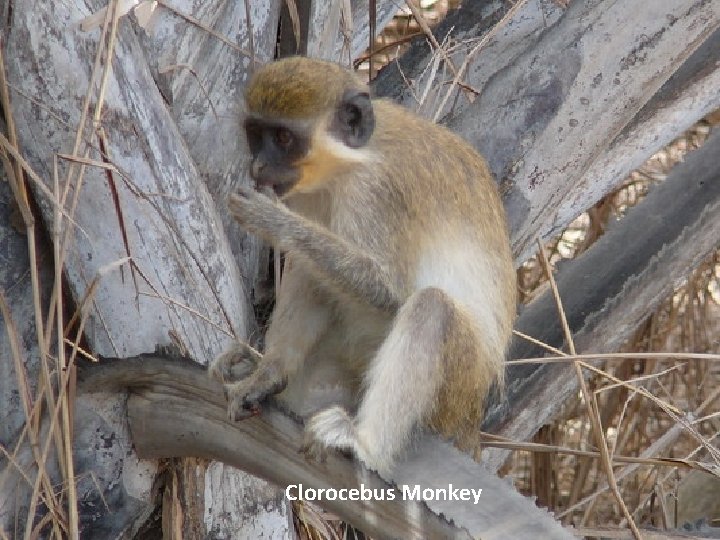 Clorocebus Monkey 