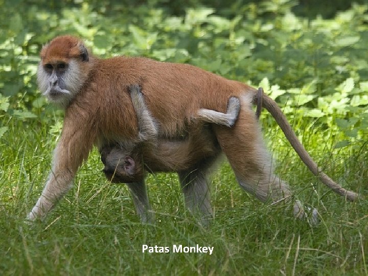 Patas Monkey 