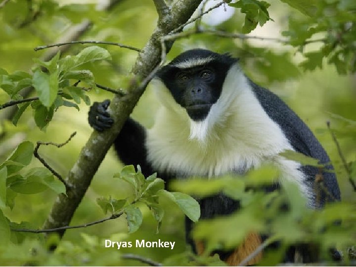 Dryas Monkey 