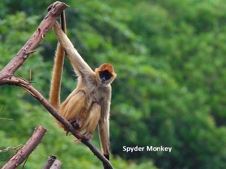 Spyder Monkey 