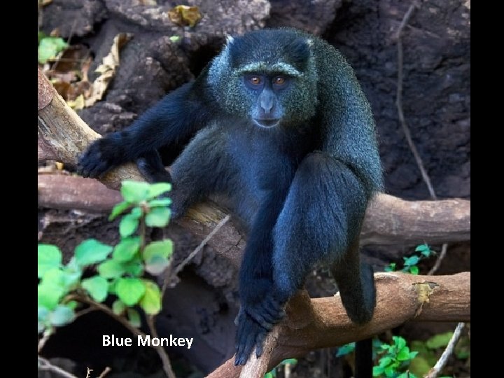 Blue Monkey 