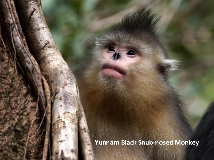 Yunnam Black Snub-nosed Monkey 