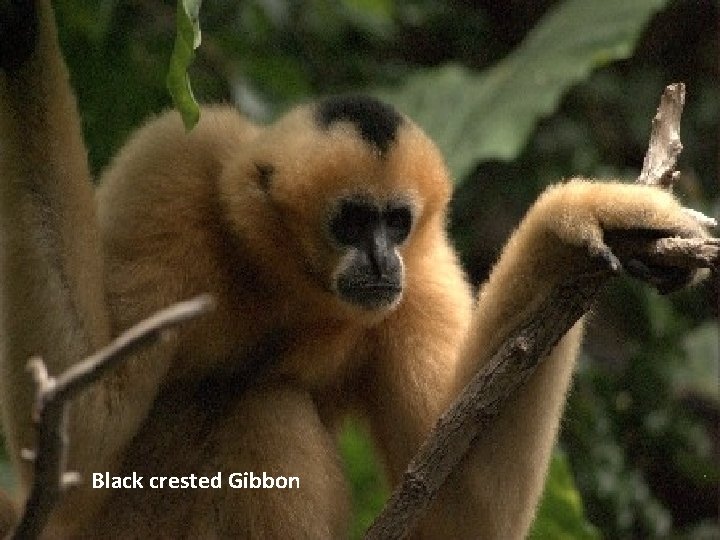 Black crested Gibbon 