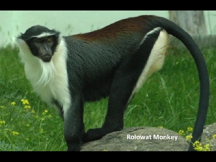 Rolowat Monkey 