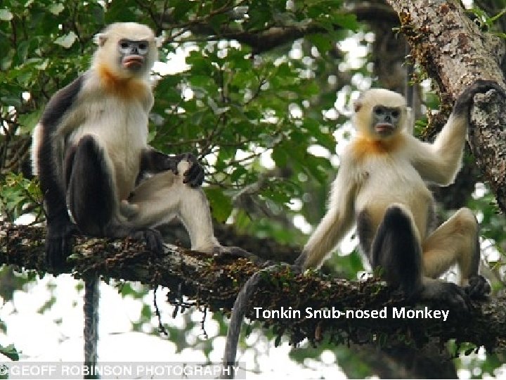 Tonkin Snub-nosed Monkey 