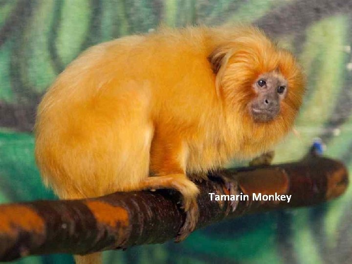 Tamarin Monkey 