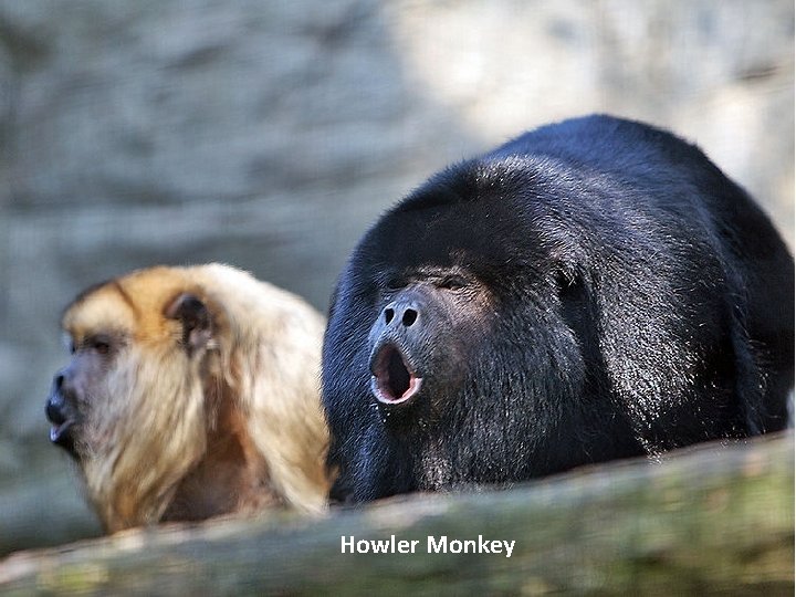 Howler Monkey 