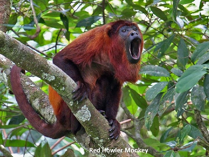 Red Howler Monkey 