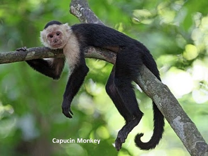 Capucin Monkey 