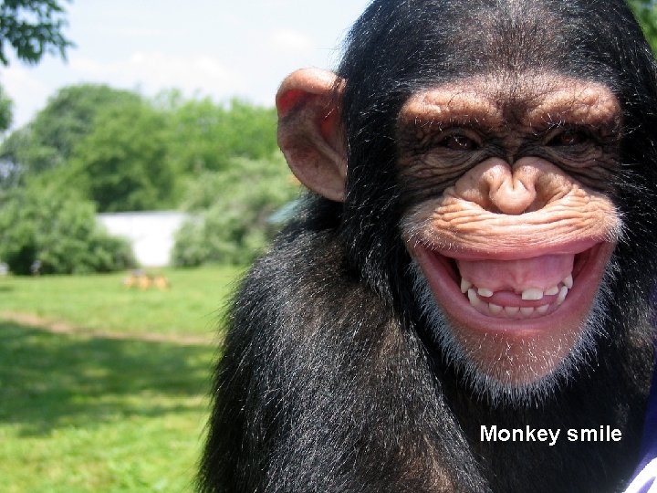 Monkey smile 