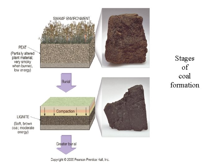 Stages of coal formation Stages of coal formation