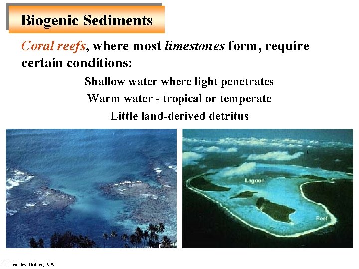 Biogenic Sediments Coral reefs, where most limestones form, require certain conditions: Shallow water where Biogenic Sediments Coral reefs, where most limestones form, require certain conditions: Shallow water where