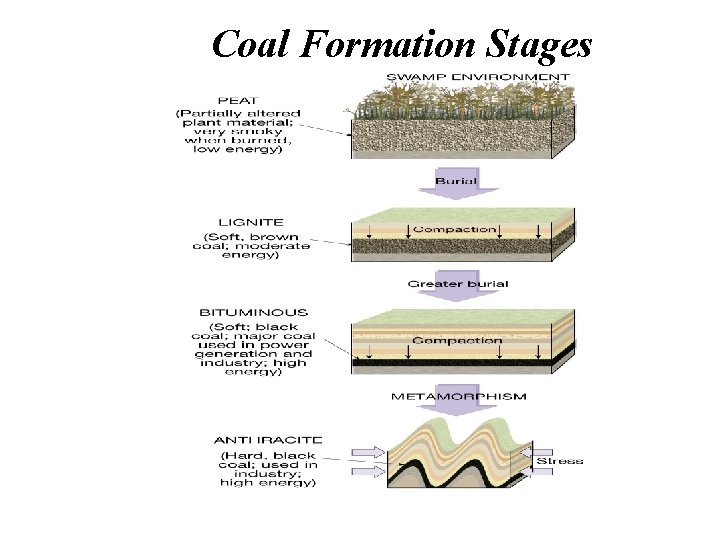 Coal Formation Stages Coal Formation Stages