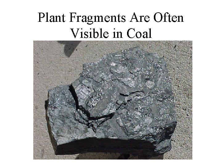 Plant Fragments Are Often Visible in Coal Plant Fragments Are Often Visible in Coal