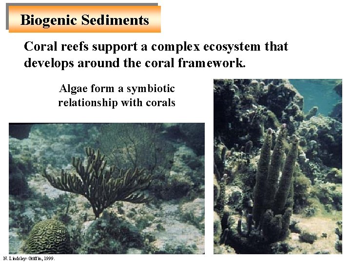 Biogenic Sediments Coral reefs support a complex ecosystem that develops around the coral framework. Biogenic Sediments Coral reefs support a complex ecosystem that develops around the coral framework.