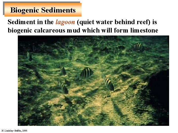 Biogenic Sediments Sediment in the lagoon (quiet water behind reef) is biogenic calcareous mud Biogenic Sediments Sediment in the lagoon (quiet water behind reef) is biogenic calcareous mud