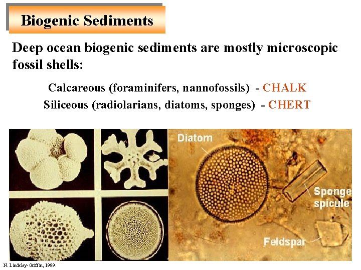 Biogenic Sediments Deep ocean biogenic sediments are mostly microscopic fossil shells: Calcareous (foraminifers, nannofossils) Biogenic Sediments Deep ocean biogenic sediments are mostly microscopic fossil shells: Calcareous (foraminifers, nannofossils)
