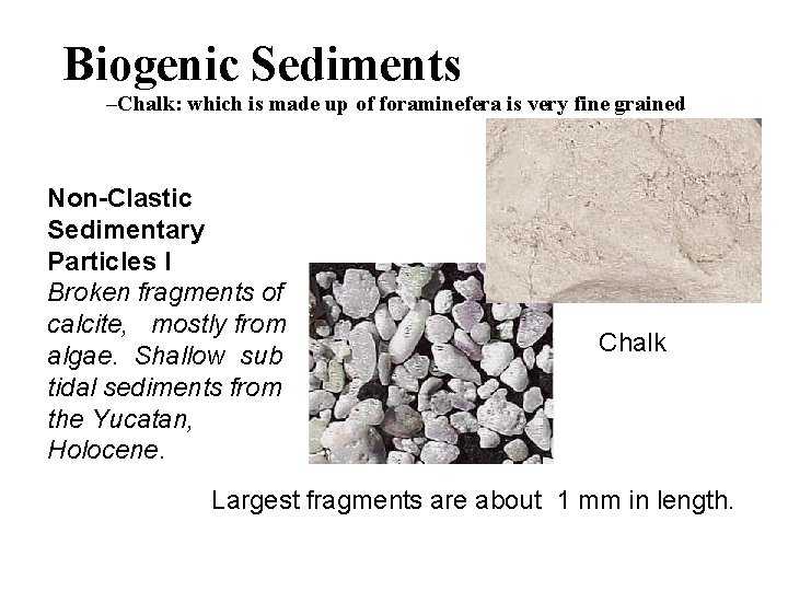 Biogenic Sediments –Chalk: which is made up of foraminefera is very fine grained Non-Clastic Biogenic Sediments –Chalk: which is made up of foraminefera is very fine grained Non-Clastic