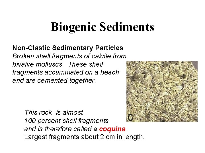 Biogenic Sediments Non-Clastic Sedimentary Particles Broken shell fragments of calcite from bivalve molluscs. These Biogenic Sediments Non-Clastic Sedimentary Particles Broken shell fragments of calcite from bivalve molluscs. These