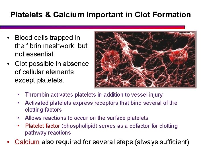 Platelets & Calcium Important in Clot Formation • Blood cells trapped in the fibrin