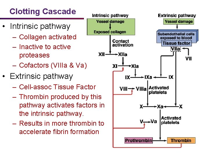 Clotting Cascade • Intrinsic pathway – Collagen activated – Inactive to active proteases –