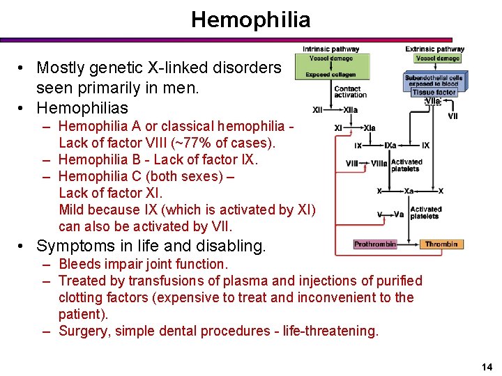 Hemophilia • Mostly genetic X-linked disorders seen primarily in men. • Hemophilias – Hemophilia