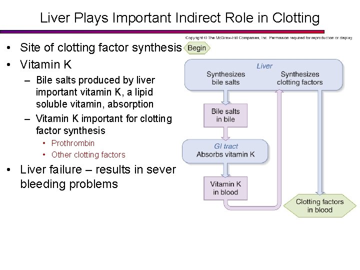 Liver Plays Important Indirect Role in Clotting • Site of clotting factor synthesis •