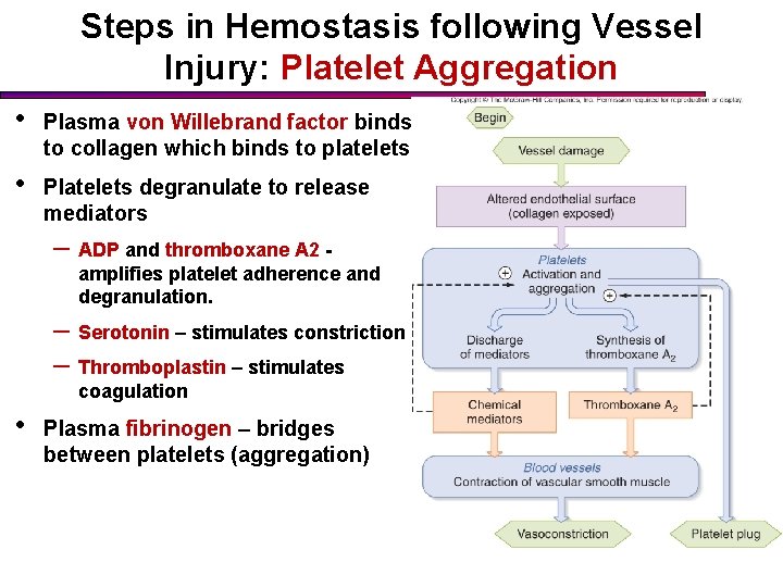 Steps in Hemostasis following Vessel Injury: Platelet Aggregation • Plasma von Willebrand factor binds