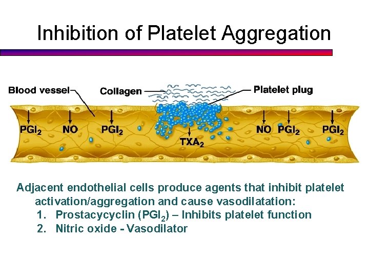 Inhibition of Platelet Aggregation Adjacent endothelial cells produce agents that inhibit platelet activation/aggregation and