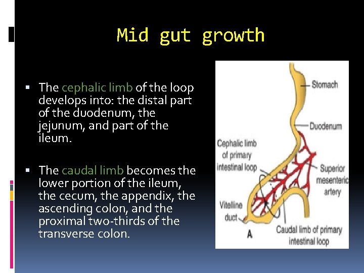 Mid gut growth The cephalic limb of the loop develops into: the distal part