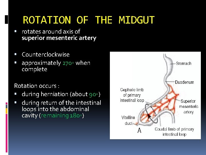 ROTATION OF THE MIDGUT rotates around axis of superior mesenteric artery Counterclockwise approximately 270◦