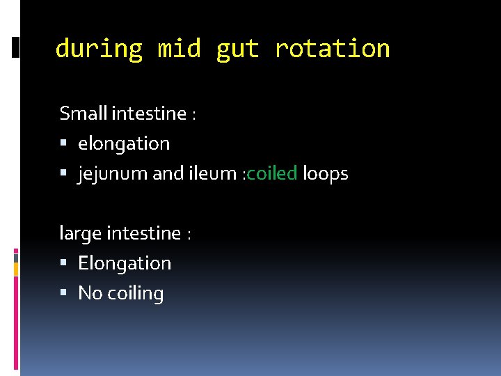 during mid gut rotation Small intestine : elongation jejunum and ileum : coiled loops