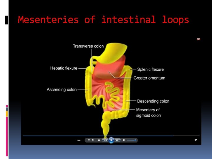 Mesenteries of intestinal loops 