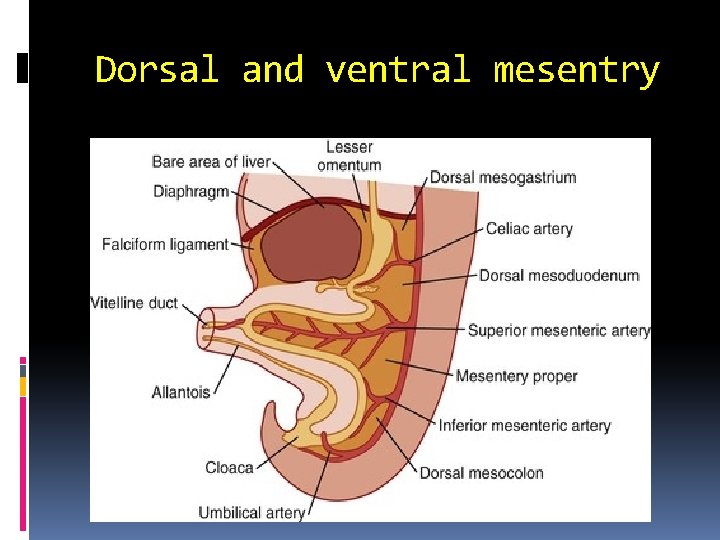 Dorsal and ventral mesentry 