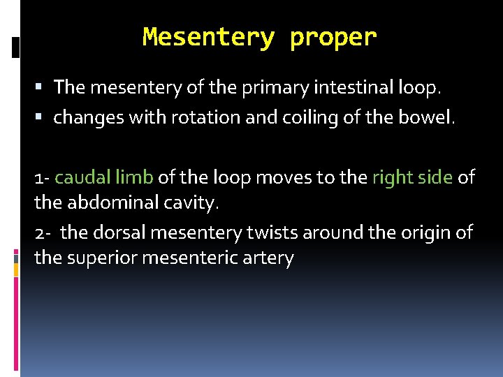 Mesentery proper The mesentery of the primary intestinal loop. changes with rotation and coiling