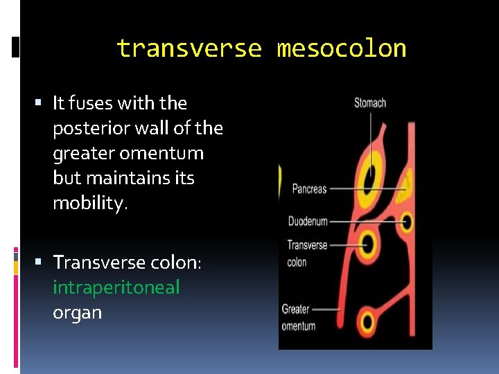 transverse mesocolon It fuses with the posterior wall of the greater omentum but maintains