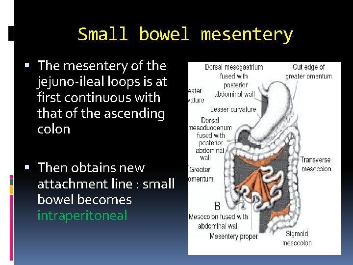 Small bowel mesentery The mesentery of the jejuno-ileal loops is at first continuous with