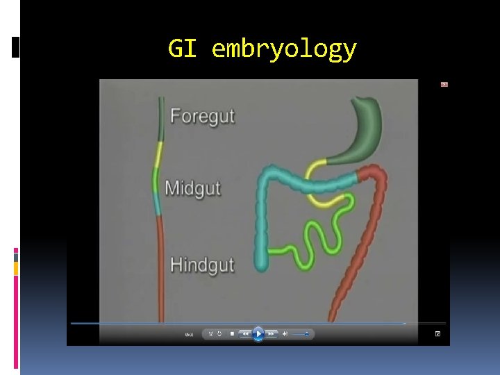GI embryology 