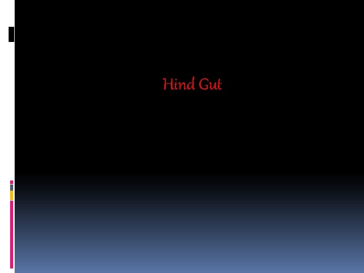 Hind Gut 