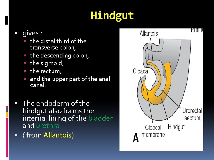 Hindgut gives : the distal third of the transverse colon, the descending colon, the