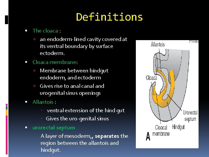 Definitions The cloaca : an endoderm-lined cavity covered at its ventral boundary by surface