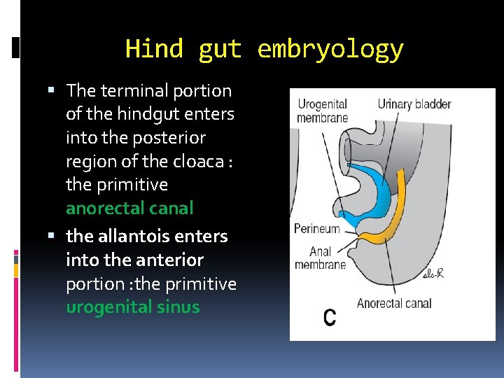 Hind gut embryology The terminal portion of the hindgut enters into the posterior region