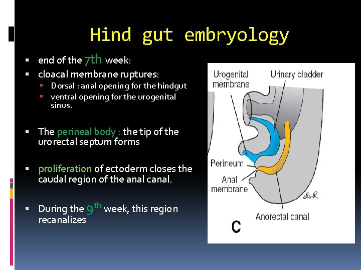 Hind gut embryology end of the 7 th week: cloacal membrane ruptures: Dorsal :