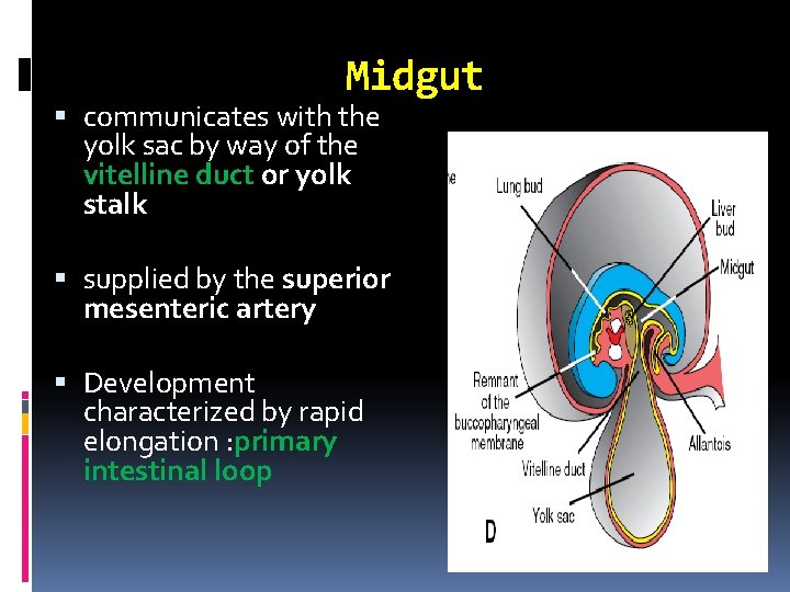 Midgut communicates with the yolk sac by way of the vitelline duct or yolk